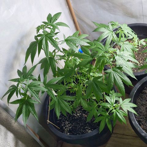 Pitanga v2 growlog timeline photo