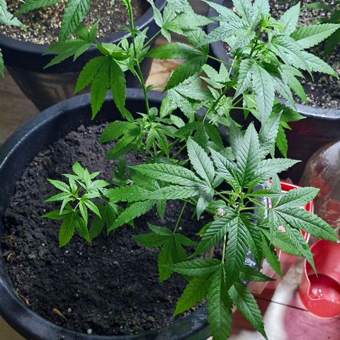 Pitanga v2 growlog timeline photo