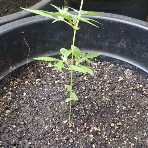 Amnesia Haze growlog timeline photo