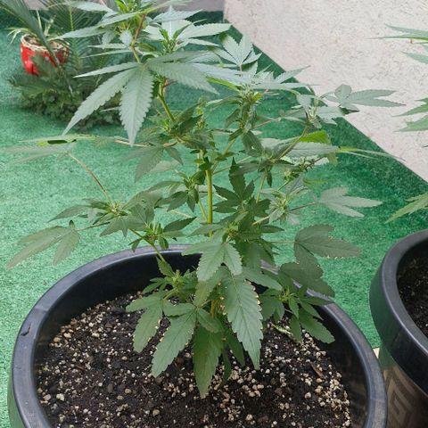 Sensi Star growlog photo: Floriu antes da hora, e com 18h de luz por dia, esta retornando ao estado vegetativo novamente 🫶