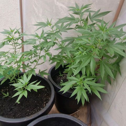 Pitanga v2 growlog timeline photo