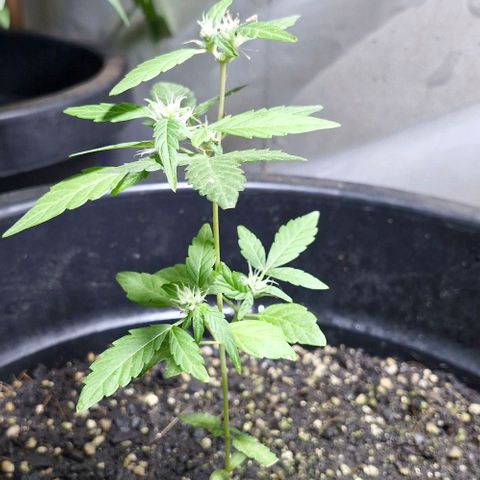 Amnesia Haze growlog photo: Segunda rega depois de floris, misturei um pouco de npk 10.10.10 e outro 7.20.10