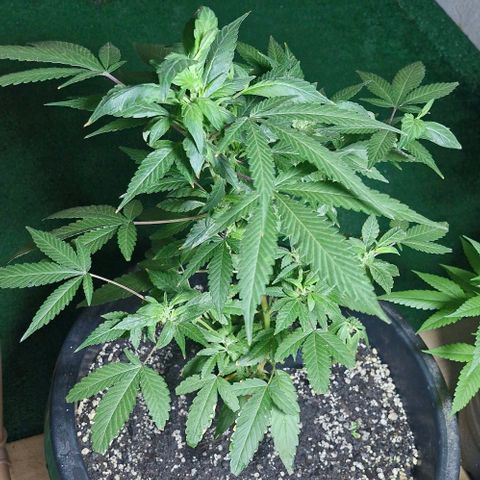 Sensi Star growlog photo: Continuo com sucesso ao ter revertido pro vegetativo novamente com 18h de luz diaria, jogando npk 10.10.10 e 15.05.05
