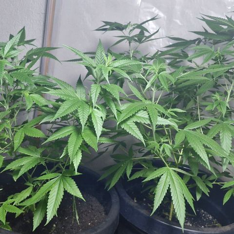 Pitanga v2 growlog photo: Pitangas que estao bonitar e grandes, hj joguei fertilizantes 15.05.05 e 10.10.10