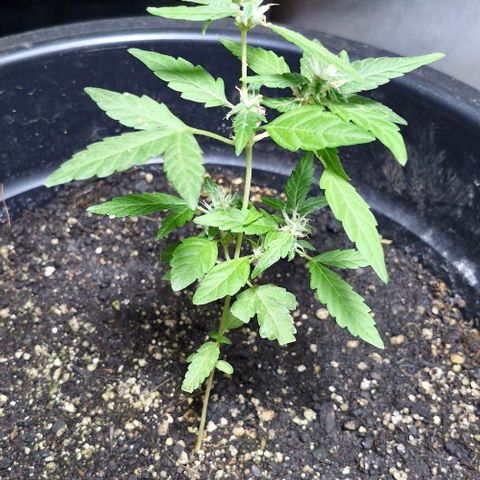 Amnesia Haze growlog timeline photo