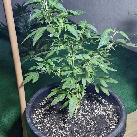 Sensi Star growlog timeline photo