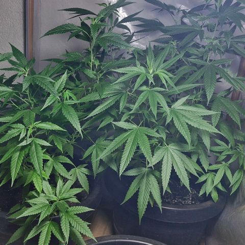Pitanga v2 growlog timeline photo
