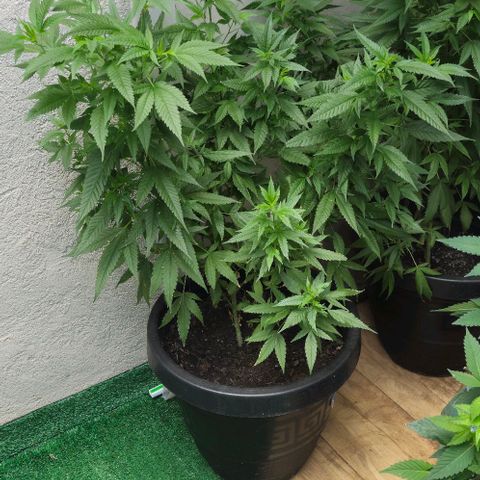 Pitanga v2 growlog photo: Grandes e bonitas, 