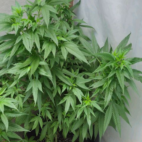 Pitanga v2 growlog photo: Grandes e bonitas, 