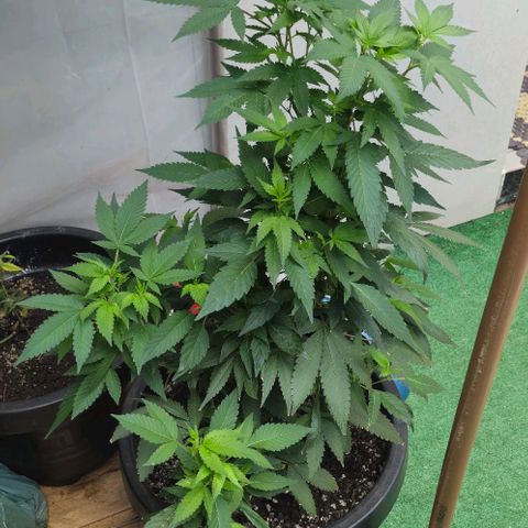 Sensi Star growlog timeline photo