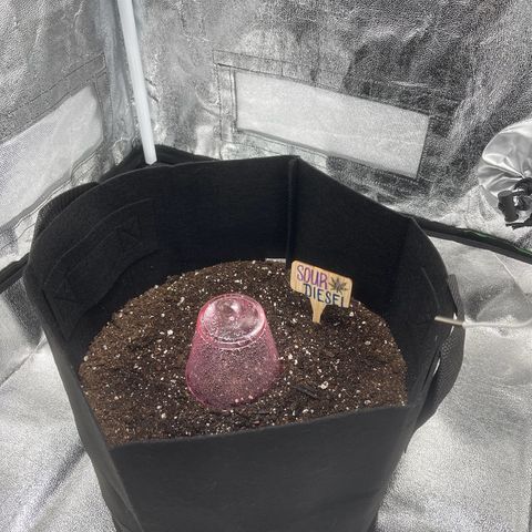 Sour diesel growlog timeline photo