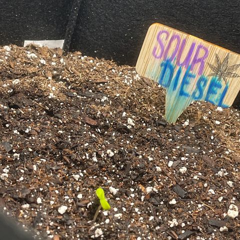 Sour diesel growlog timeline photo