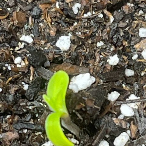 Sour diesel growlog timeline photo