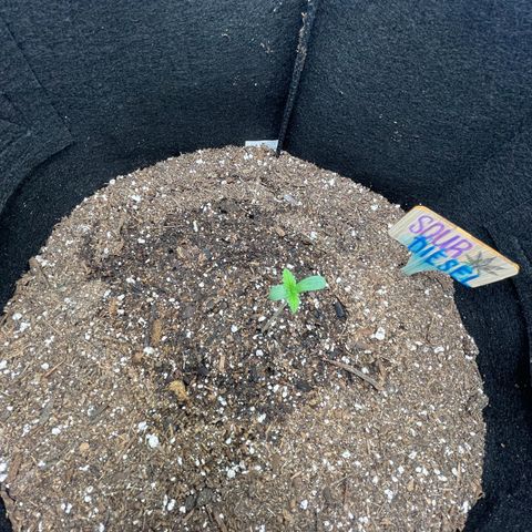 Sour diesel growlog timeline photo