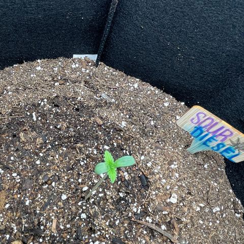 Sour diesel growlog timeline photo