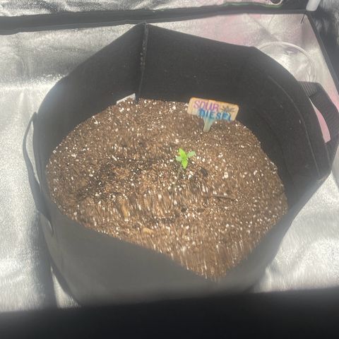 Sour diesel growlog timeline photo