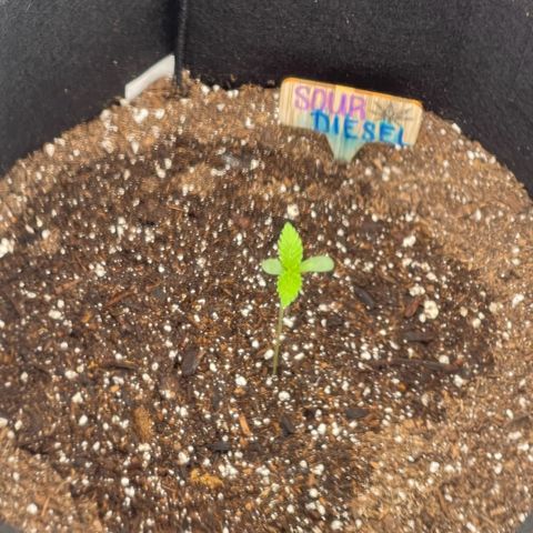 Sour diesel growlog timeline photo