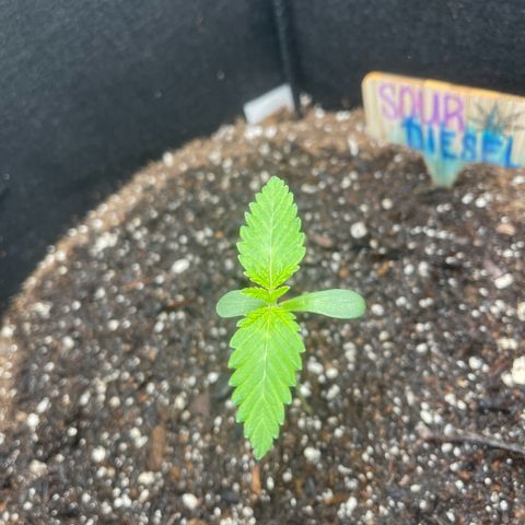 Sour diesel growlog timeline photo