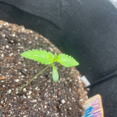 Sour diesel growlog timeline photo