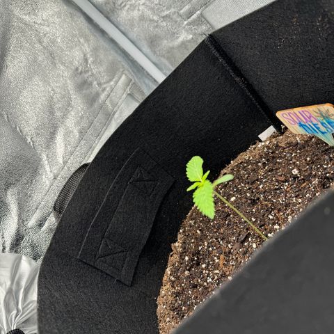 Sour diesel growlog timeline photo