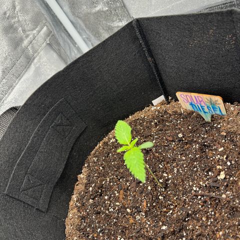 Sour diesel growlog timeline photo