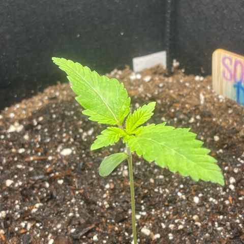 Sour diesel growlog photo: 2nd day big blooming 