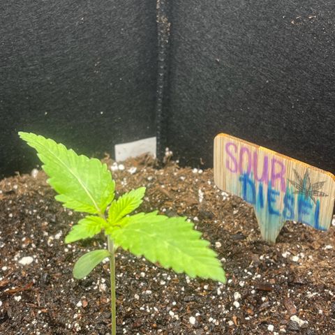Sour diesel growlog photo: 2nd day big blooming 