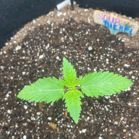 Sour diesel growlog timeline photo
