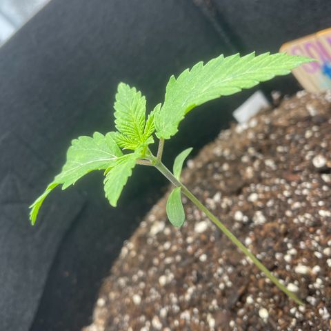 Sour diesel growlog timeline photo