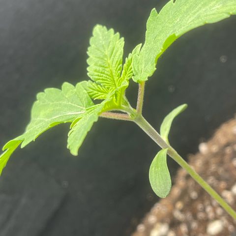 Sour diesel growlog timeline photo