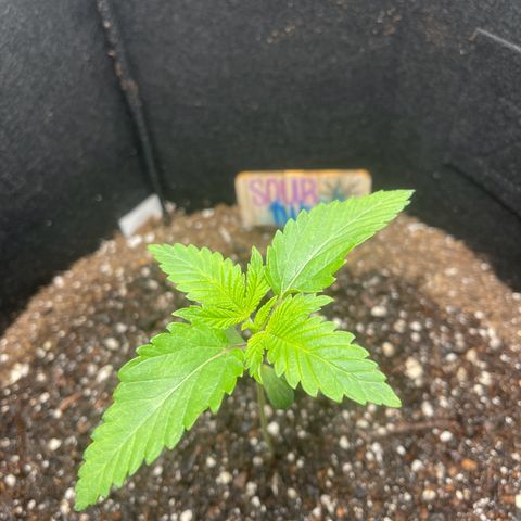 Sour diesel growlog photo: (Lowed light) today is 3rd big bloom feed 