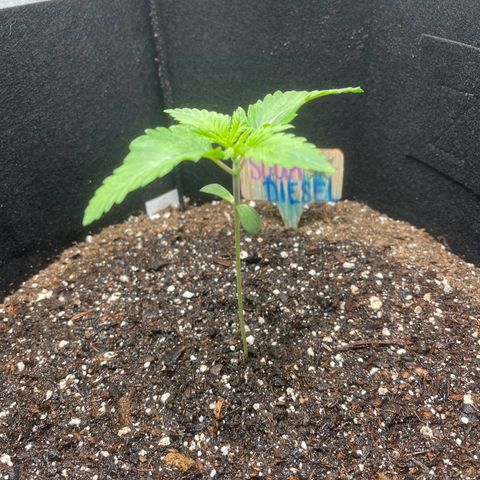 Sour diesel growlog photo: (Lowed light) today is 3rd big bloom feed 