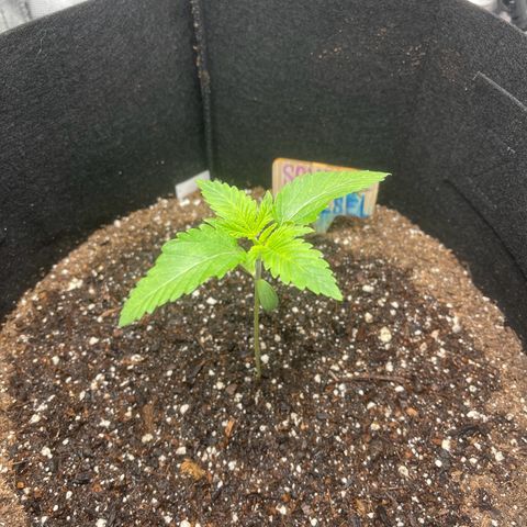 Sour diesel growlog photo: (Lowed light) today is 3rd big bloom feed 