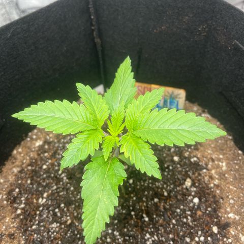 Sour diesel growlog photo: Watered with big bloom