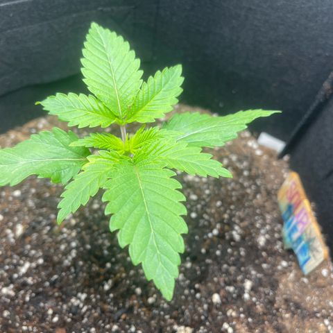 Sour diesel growlog photo: Watered with big bloom