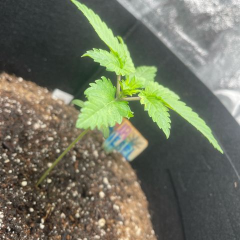 Sour diesel growlog photo: Watered with big bloom