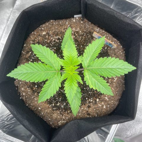Sour diesel growlog photo: 5th day of Big Bloom