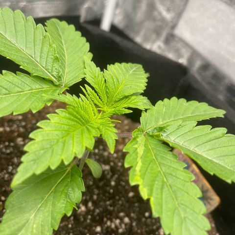 Sour diesel growlog photo: 5th day of Big Bloom