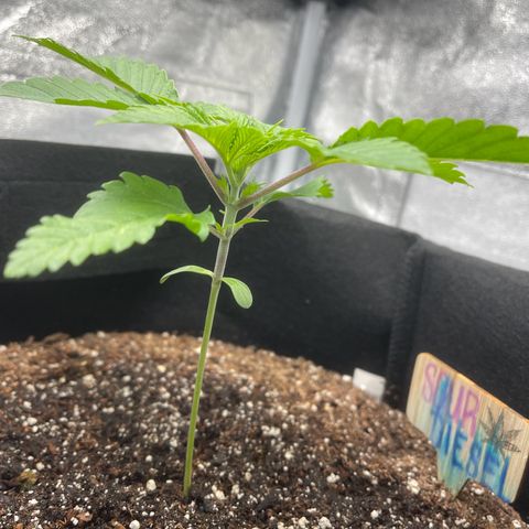 Sour diesel growlog photo: 5th day of Big Bloom