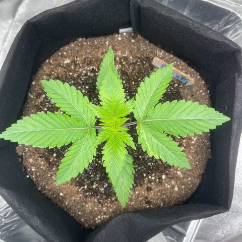 Sour diesel growlog photo: 5th day of Big Bloom