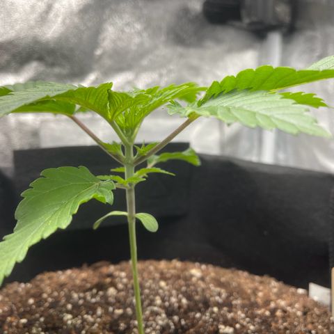 Sour diesel growlog photo: The plant has reached its 3rd note 
On the beginning of the 5th note (TOP)