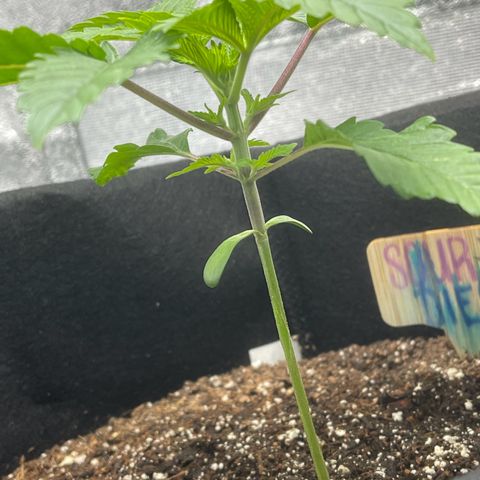 Sour diesel growlog photo: The plant has reached its 3rd note 
On the beginning of the 5th note (TOP)