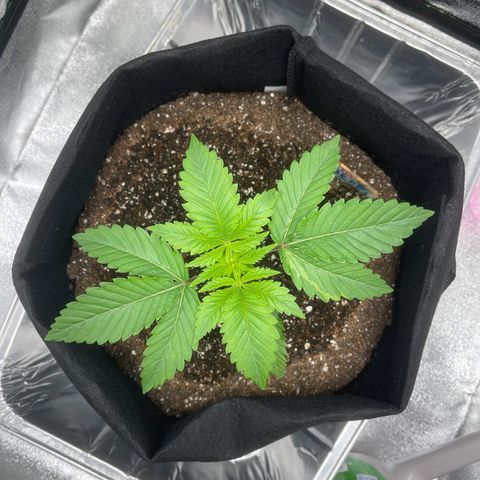 Sour diesel growlog photo: The plant has reached its 3rd note 
On the beginning of the 5th note (TOP)