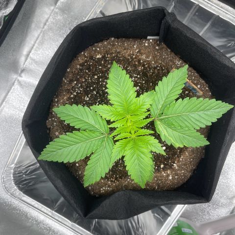 Sour diesel growlog photo: The plant has reached its 3rd note 
On the beginning of the 5th note (TOP)