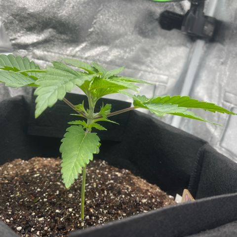 Sour diesel growlog timeline photo