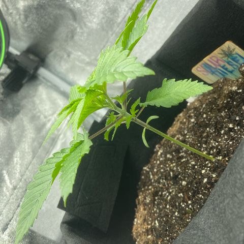 Sour diesel growlog timeline photo