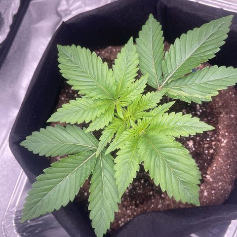 Sour diesel growlog timeline photo