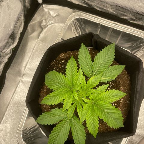 Sour diesel growlog timeline photo