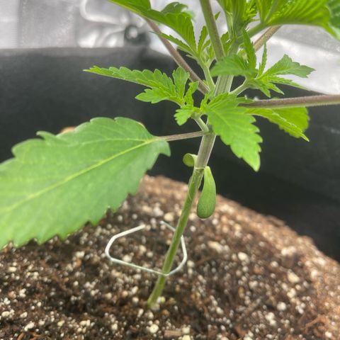 Sour diesel growlog timeline photo