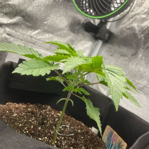 Sour diesel growlog timeline photo